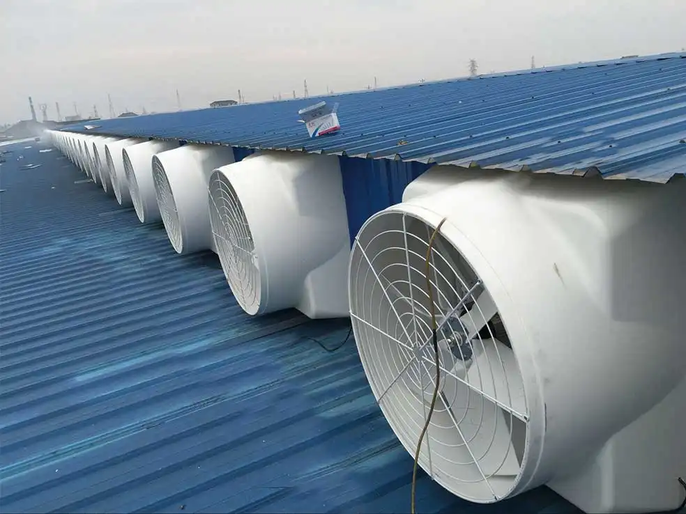 蛋鸡养殖场实拍